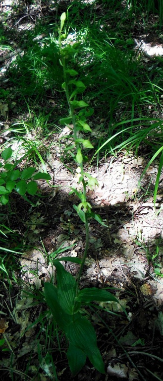 Epipactis sp (1).jpg