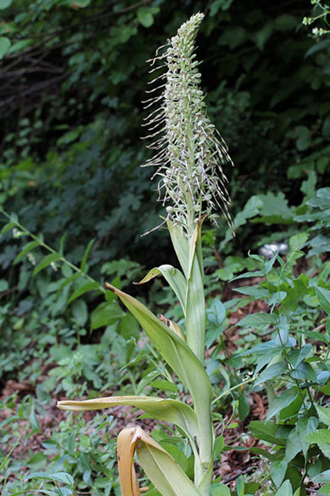x1l-himantoglossum-hircinum-XMG_2753.jpg