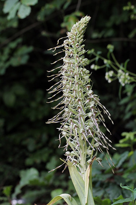 2l-himantoglossum-hircinum-XMG_2771.jpg