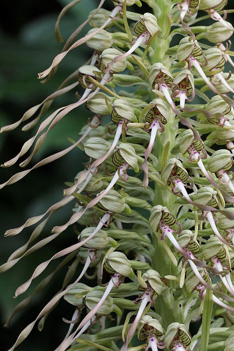 9l-himantoglossum-hircinum-XMG_2799.jpg
