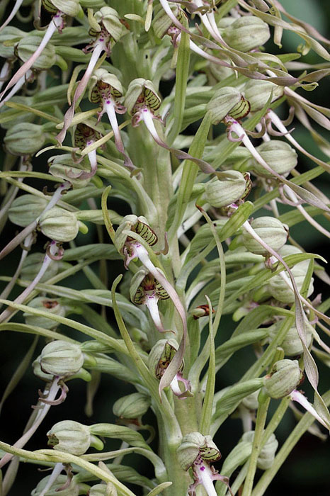 10l-himantoglossum-hircinum-XMG_2804.jpg