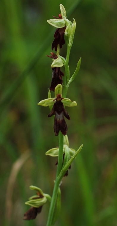 Ophrys insectifera 7029.JPG