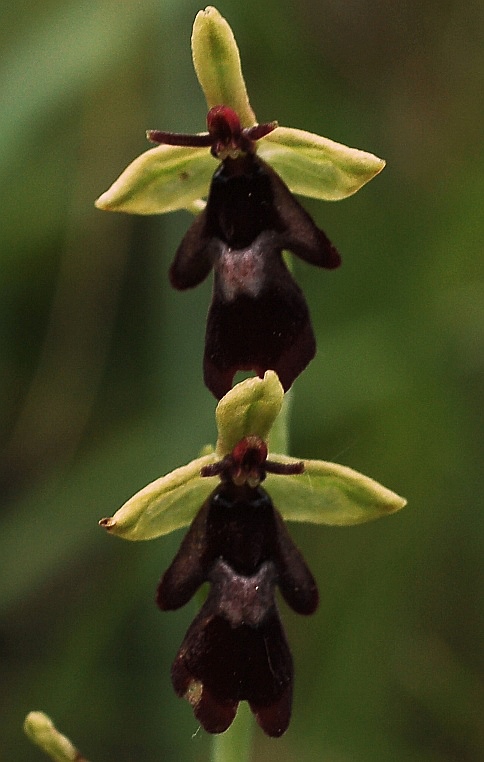 Ophrys insectifera 7028.JPG