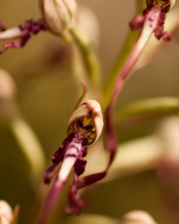 4-Himantoglossum-adriaticum_4774.jpg