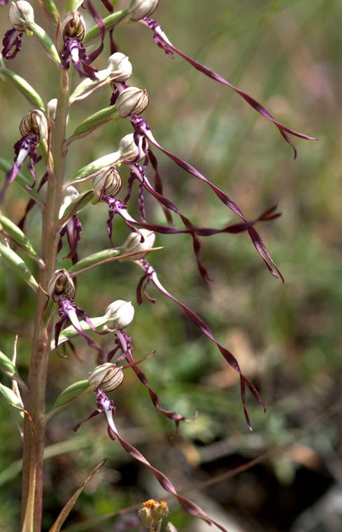 3-Himantoglossum-adriaticum_.jpg