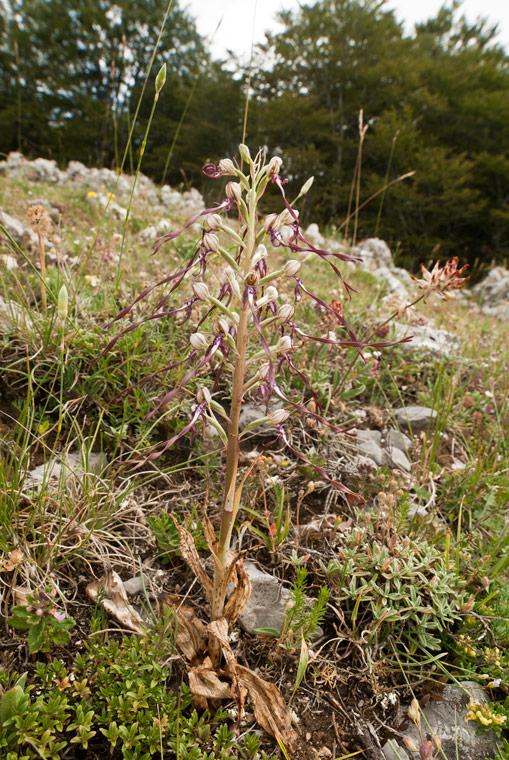 1-Himantoglossum-adriaticum_4733.jpg