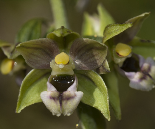 4 E helleborine_4308.jpg