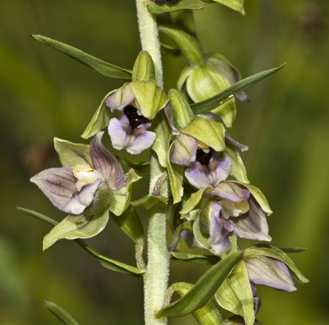 3 E helleborine_4248.jpg