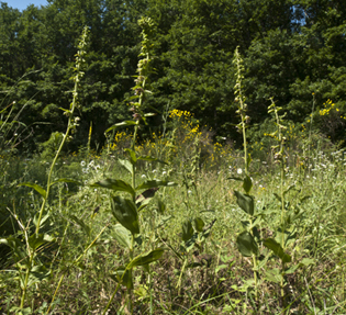 1 E helleborine_4165.jpg