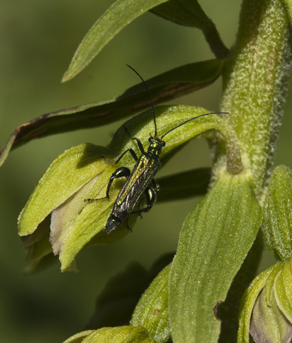 6 E helleborine_4271.jpg