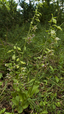 2 castel sup 5161_.jpg