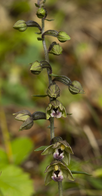 Epi Meridionalis__5730.jpg