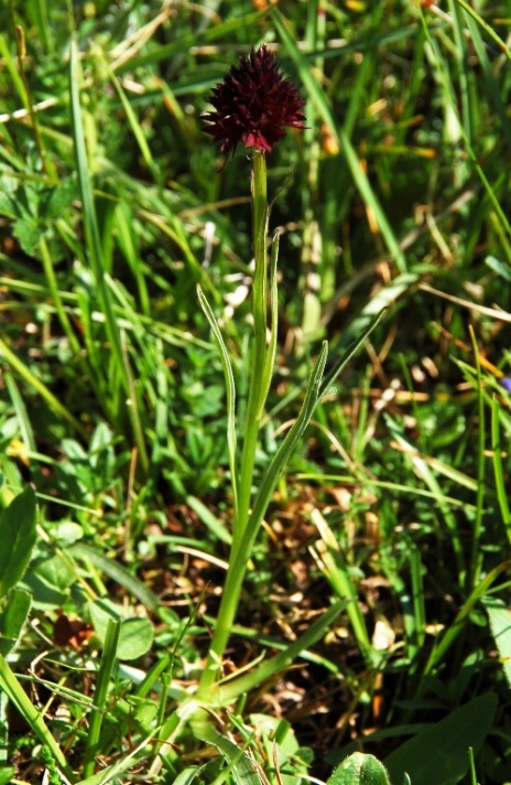 Nigritella nigra subsp. austriaca 7108.JPG