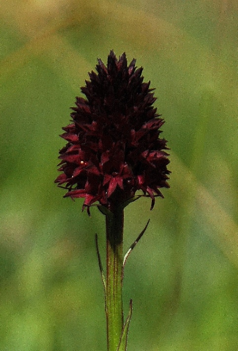 Nigritella nigra subsp. rhellicani 7120.JPG