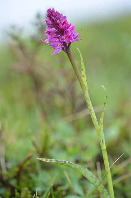 05_Dactylitella tourensis_Simplonpass_Vallese_16072013.jpg