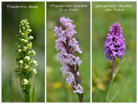 Pseudorhiza bruniana_Collage_Simplonpass_28072013_Fotor_Collage_edited-1.jpg