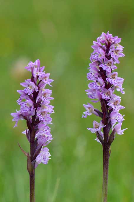 76_251bis_Pseudorhiza bruniana_Sempione__2807203.jpg