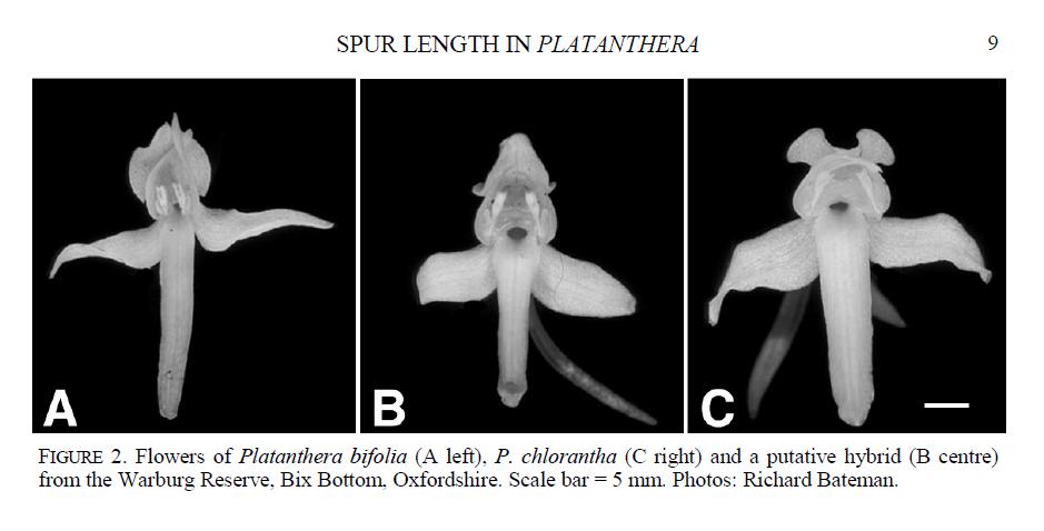 Platanthera xhybrida, Bateman.JPG