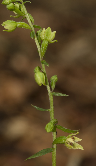 3 ioessa_7831 Laurenzana.jpg
