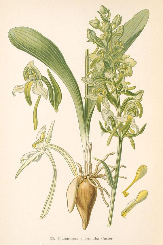 P. chlorantha.JPG