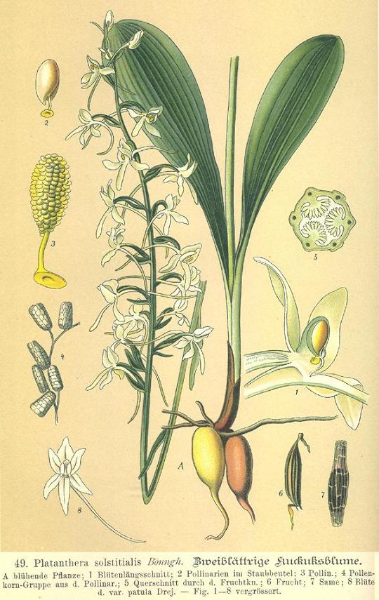 P. bifolia.JPG