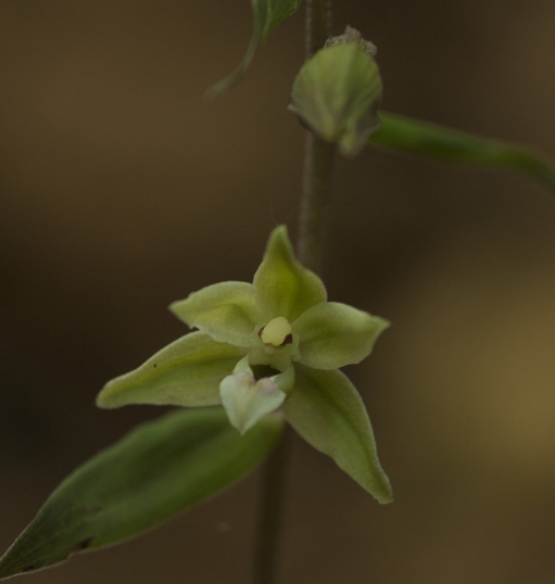 11 Epi Purpurata 8076.jpg