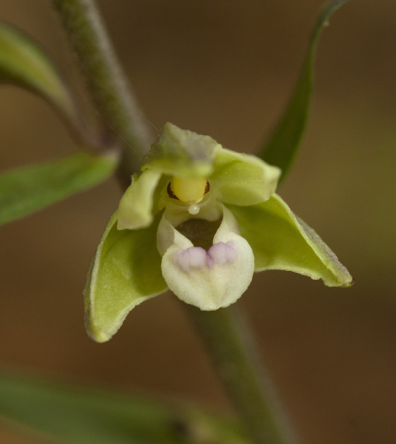 9 Epi purpurata 8043.jpg