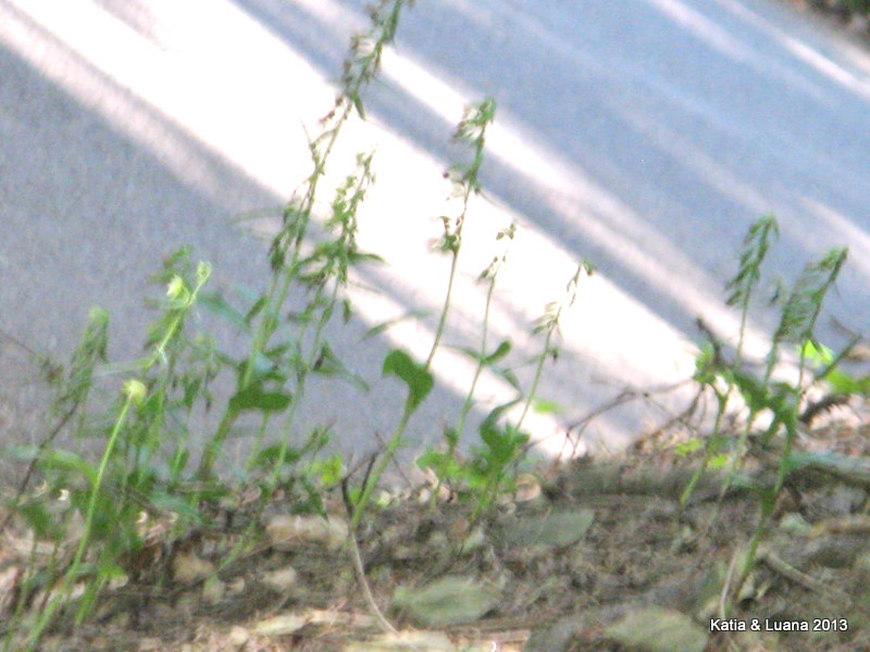 1-IMG_2109.JPG