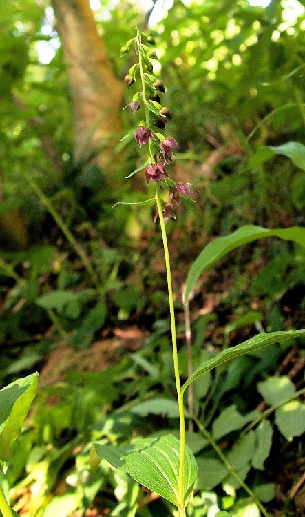 Epipactis atrorubens x helleborine 596 - Copia - Copia.JPG