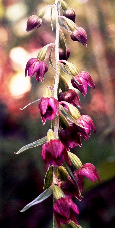 Epipactis atrorubens x helleborine 7150 - Copia (2).JPG