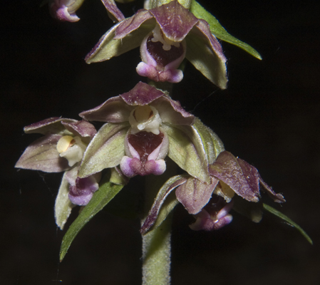 8Epi meridionalis_4761.jpg