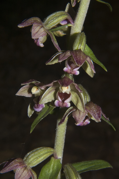 7Epi meridionalis_4758.jpg