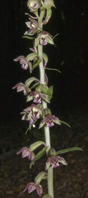 6Epi meridionalis_4752.jpg