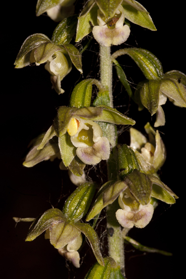 15Epi merid_9393.jpg