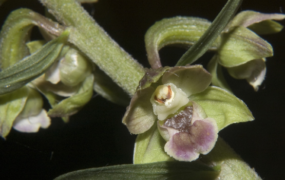 20Epi meridionalis_4762.jpg