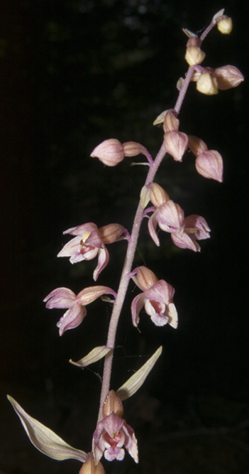 26Epi meridionalis_5105.jpg