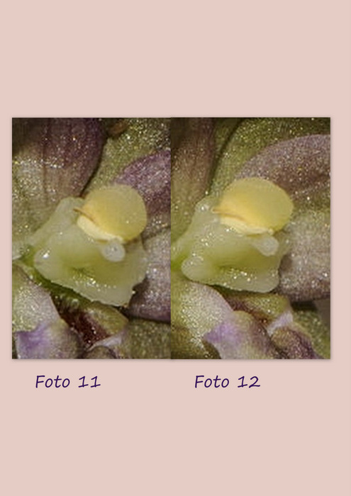 foto 11 e 12.jpg