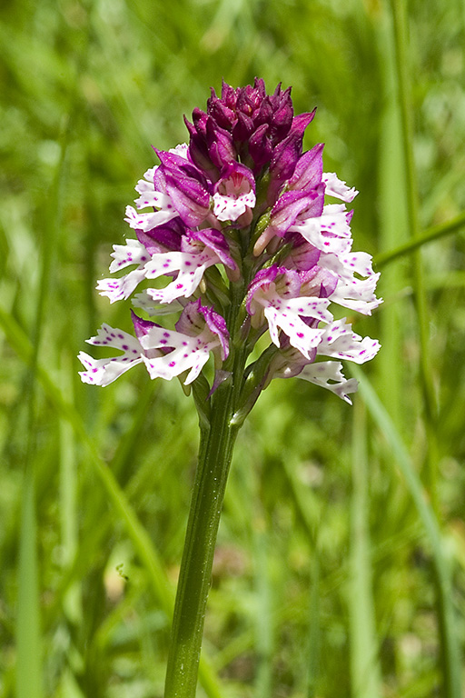 xdietrichiana.jpg