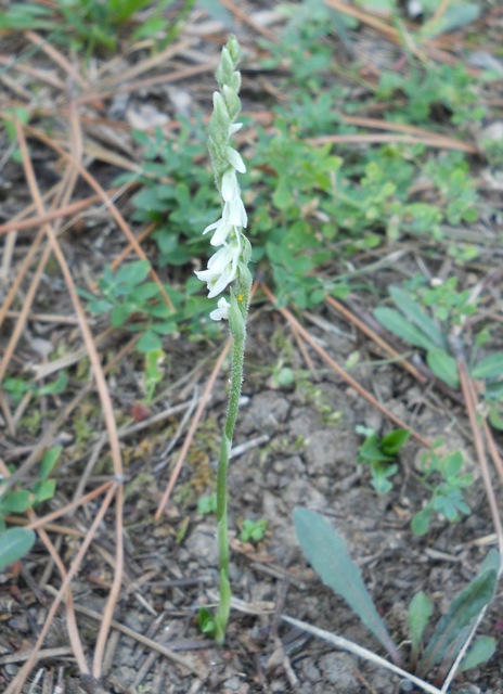 vercalda 230913 005.jpg