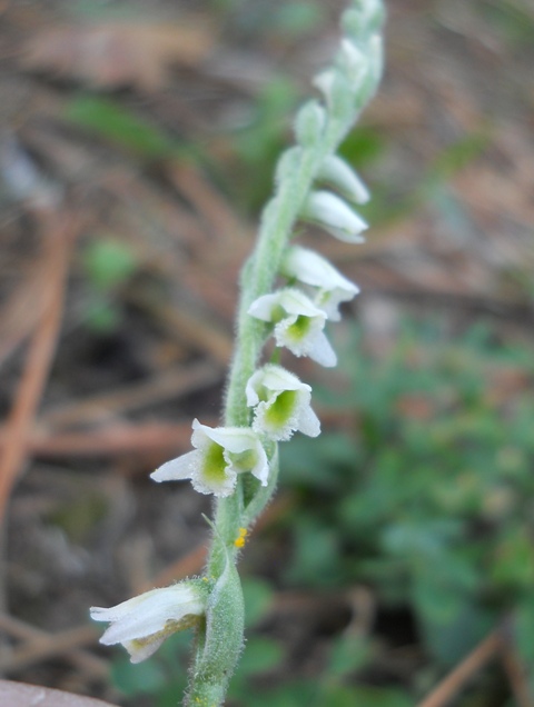 vercalda 230913 011.jpg