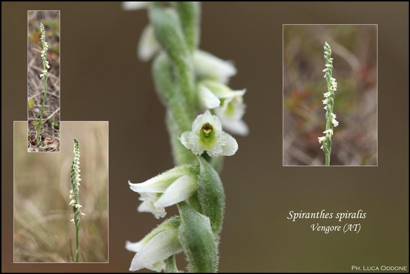 S. spiralis - Vengore.jpg