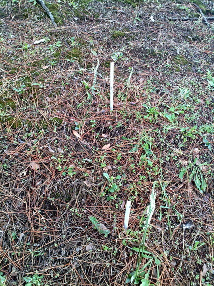 02-Spiranthes_spiralis-habitat.jpg