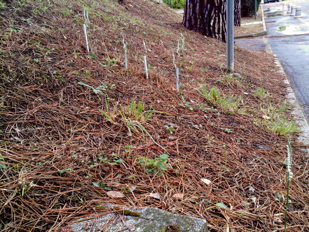 03-Spiranthes_spiralis-habitat_antropiazzato.jpg